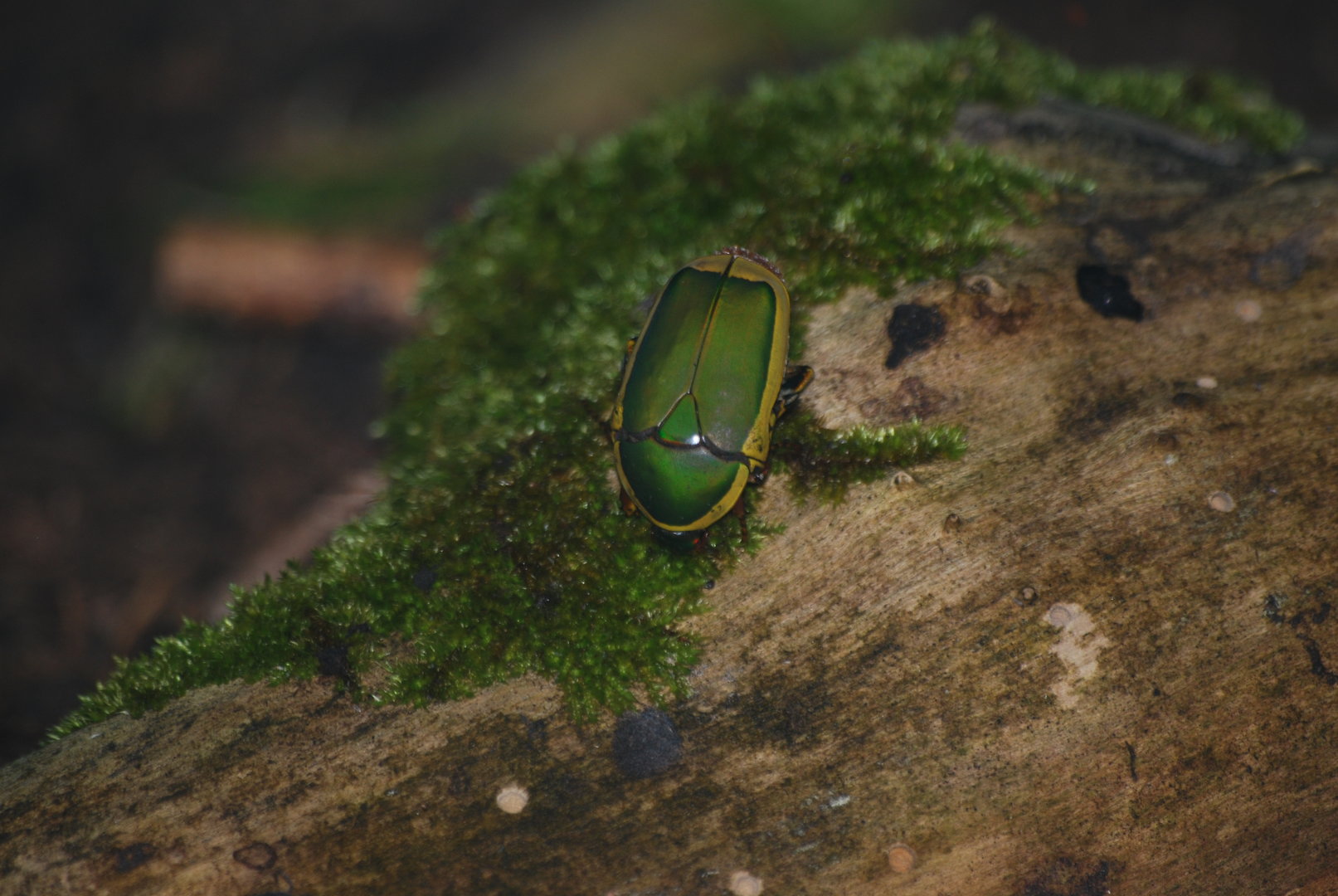 Green sun beetle at BugzUK Parc