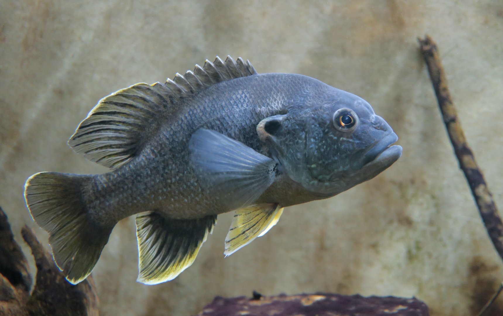Green Sunfish (Lepomis cyanellus) - Cold Spring Harbor Fish Hatchery & Aquarium