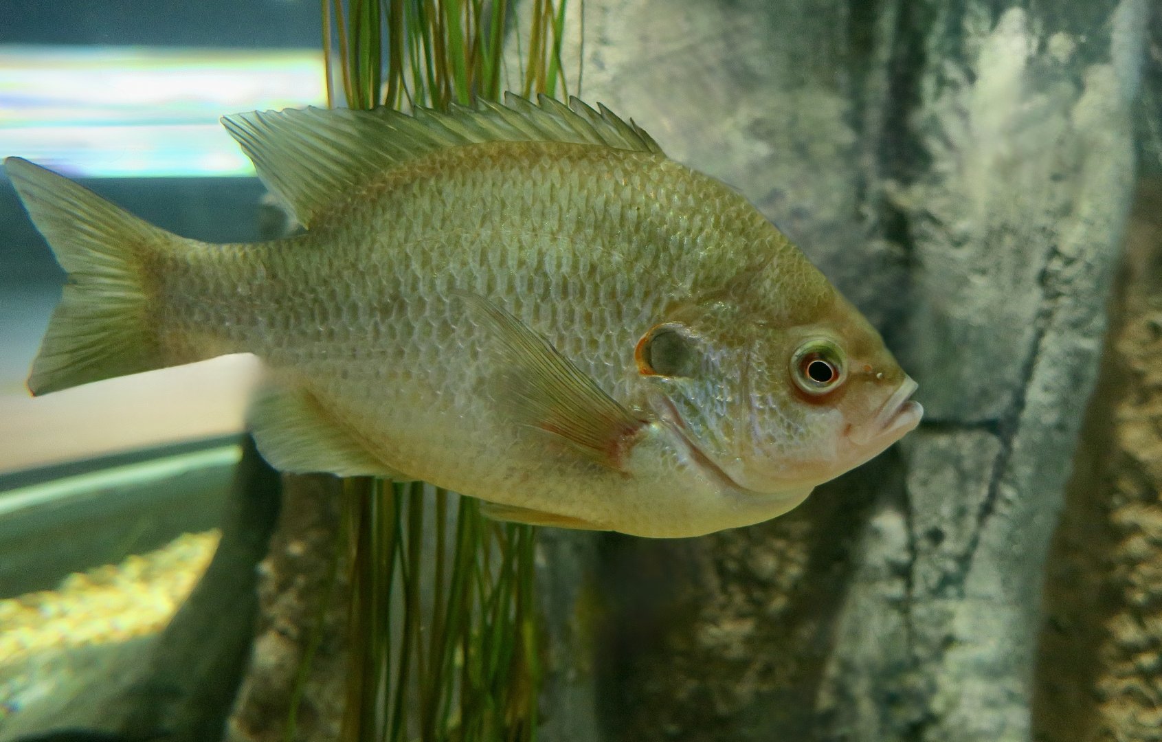 Green Sunfish (Lepomis cyanellus)