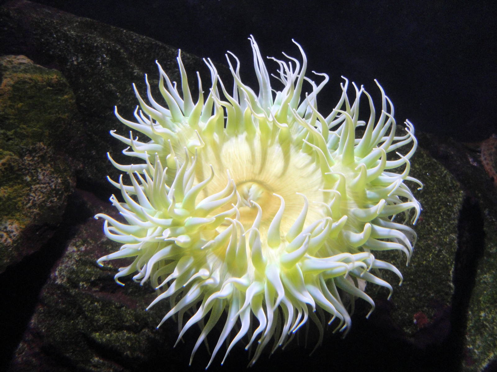 Green Surf Anemone