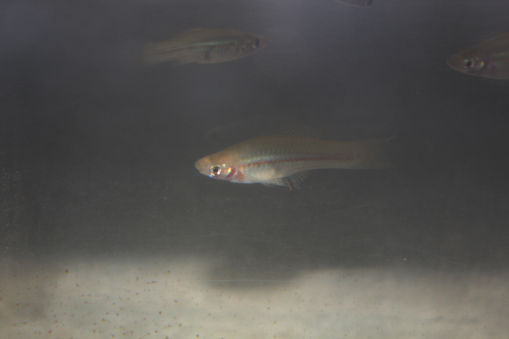 Green swordtail (Xiphophorus hellerii) - Taman Konservasi Sato Loka