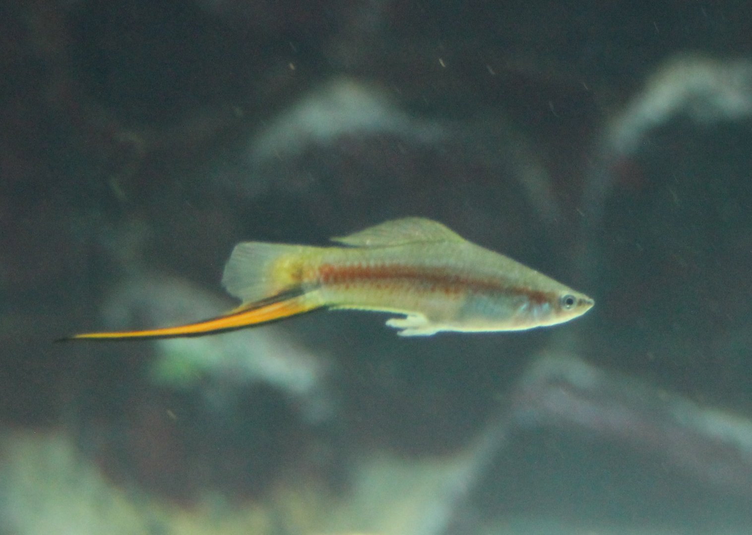 Green swordtail