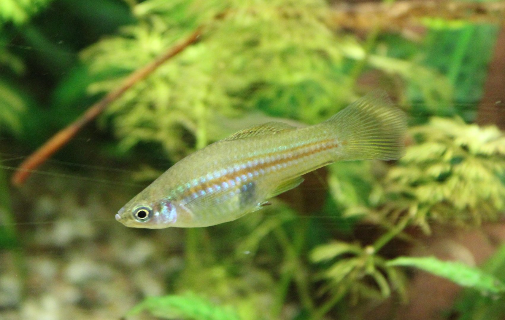 Green swordtail