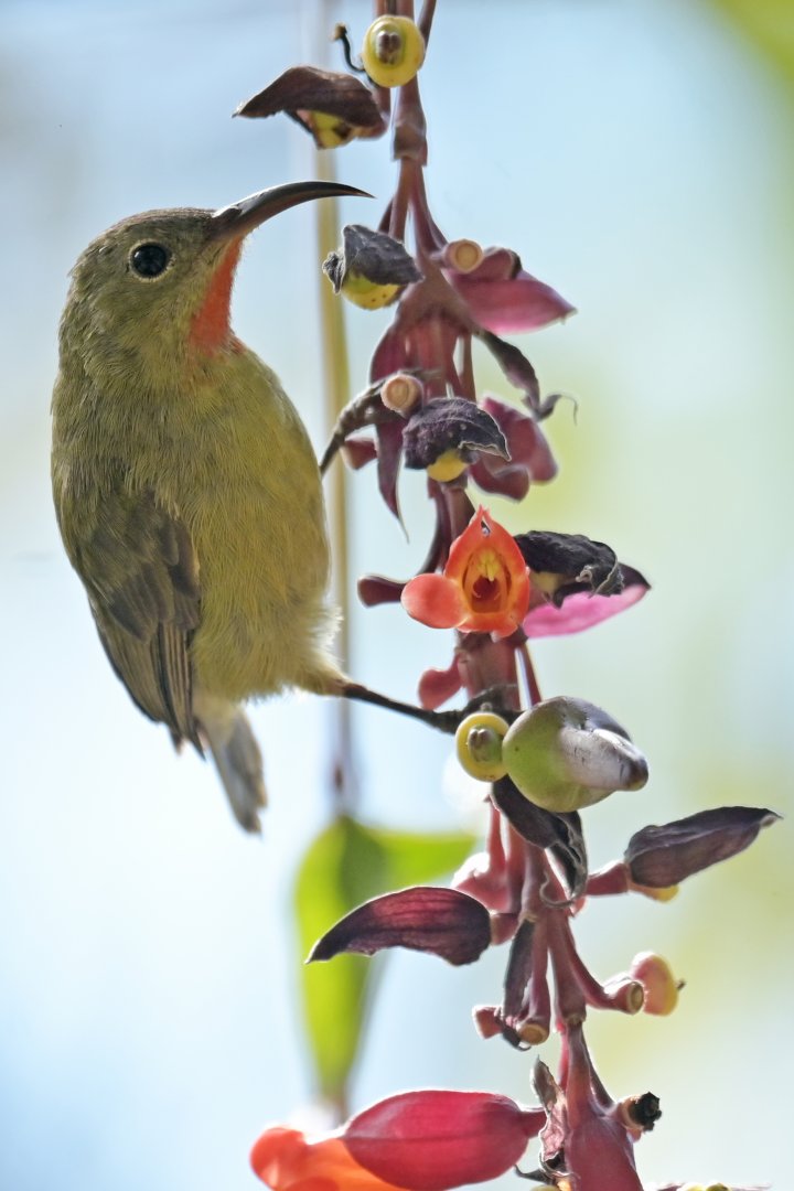 Green-tailed Sunbird Aethopyga nipalensis