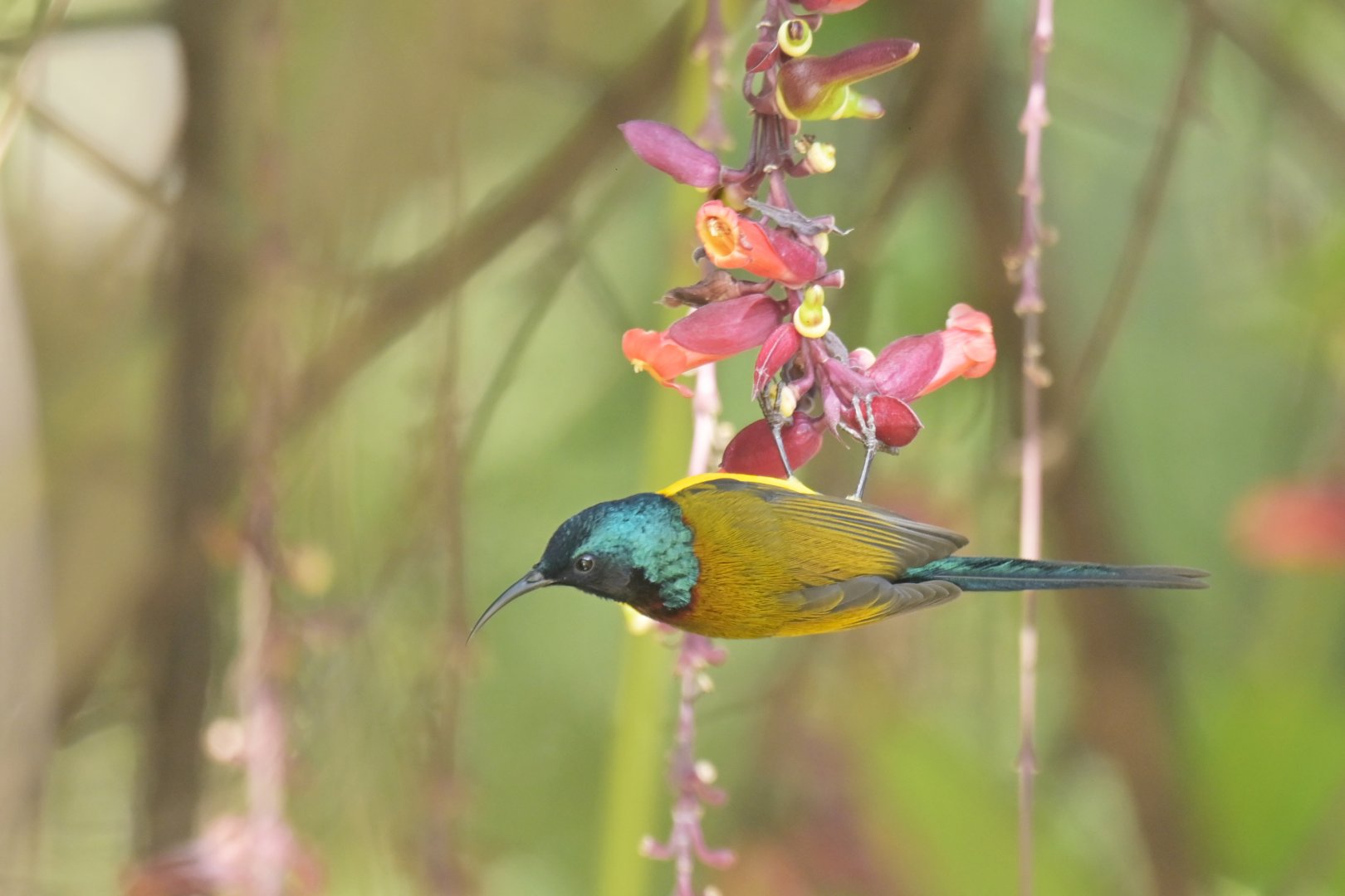 Green-tailed Sunbird Aethopyga nipalensis
