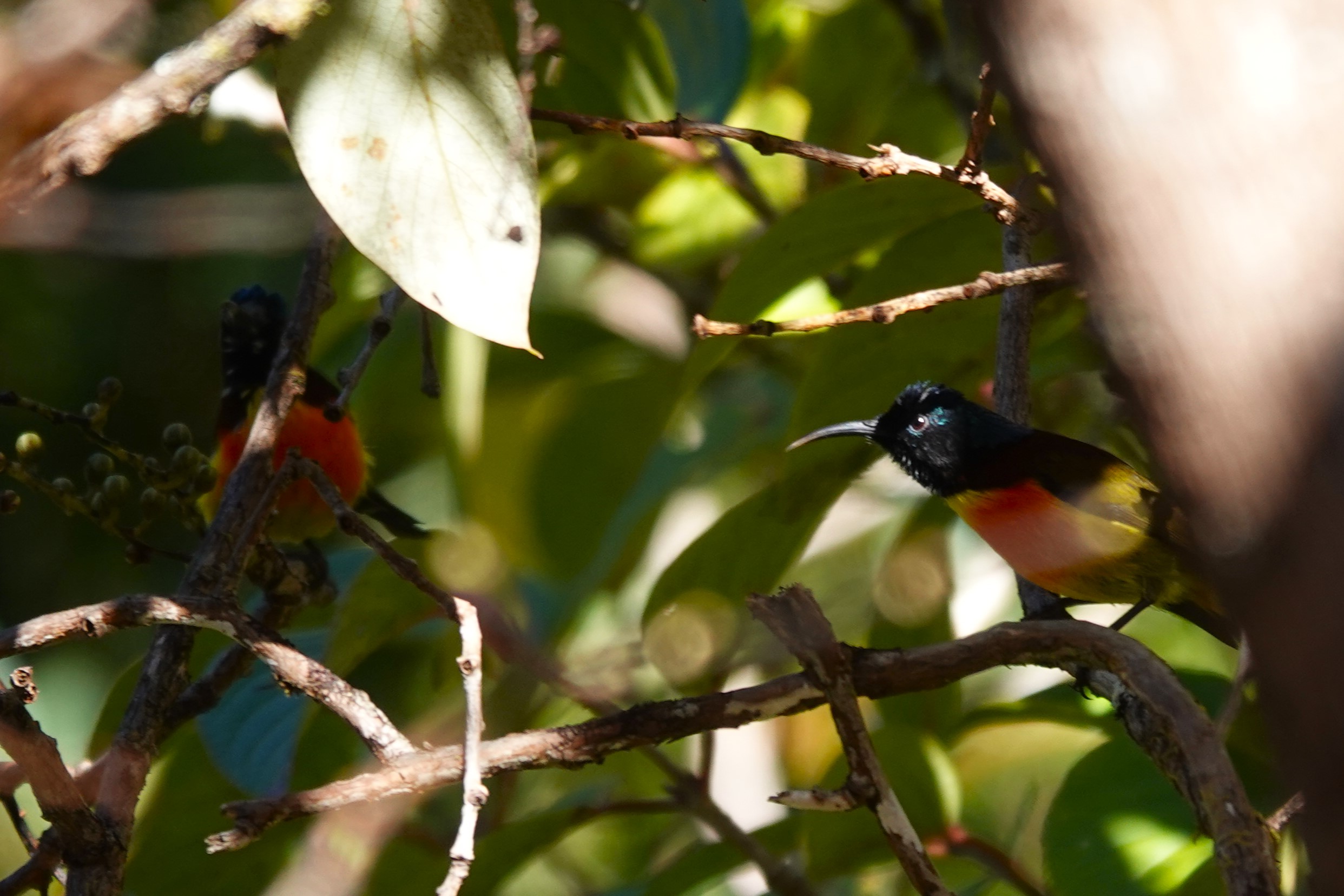 Green-tailed Sunbird
