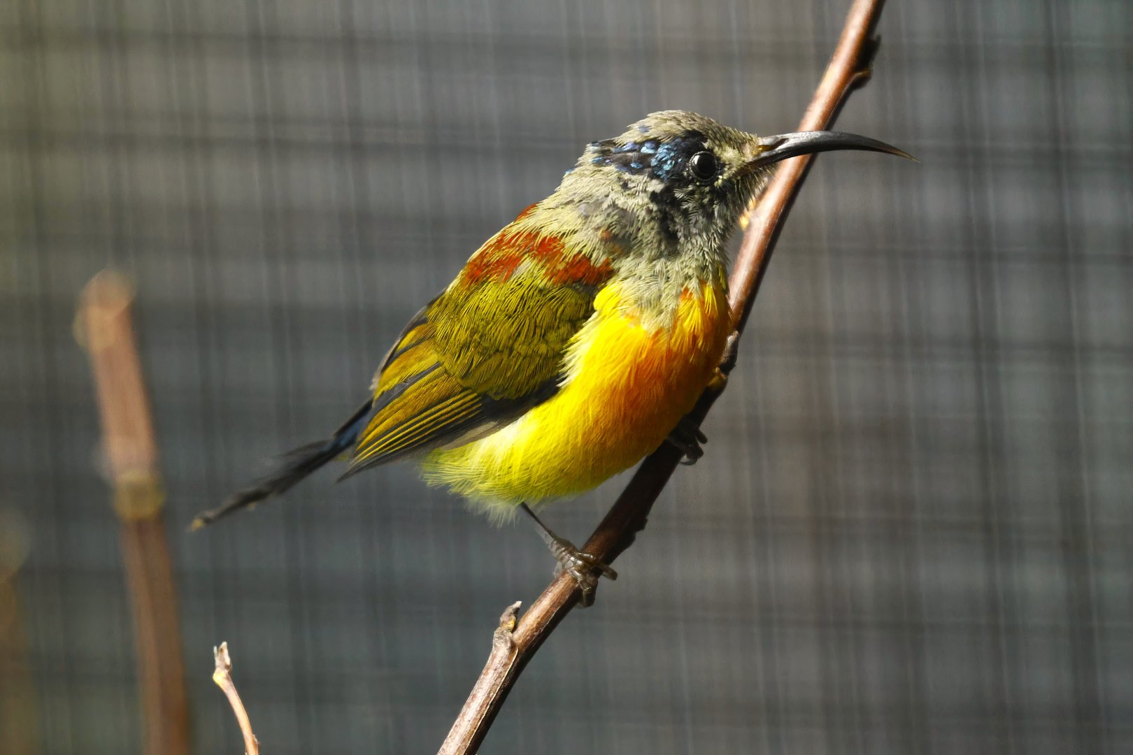 Green-tailed sunbird