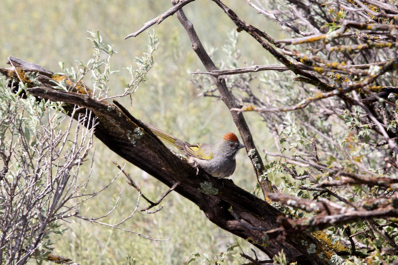 green-tailed towhee (Pipilo chlorurus)