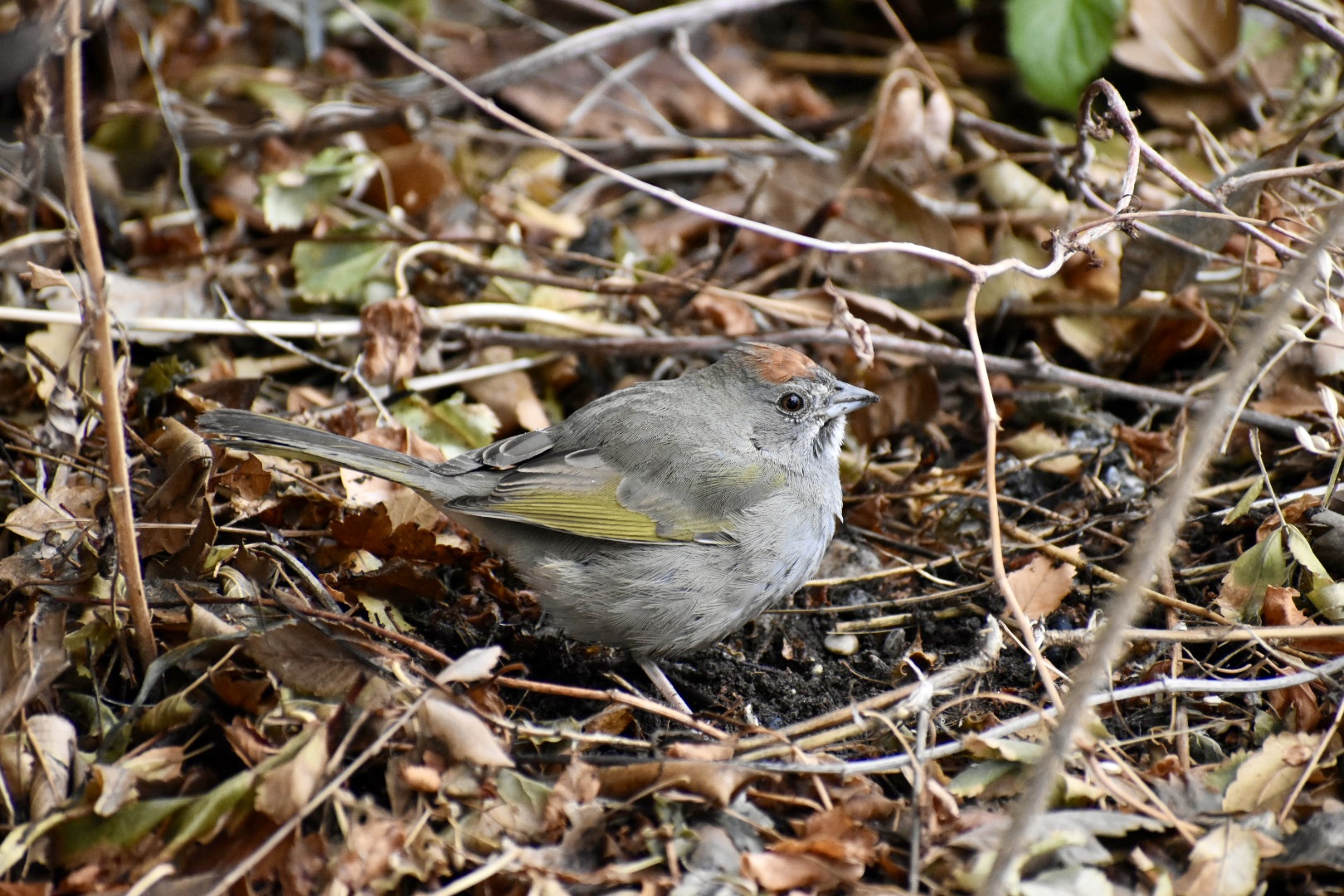 Green-tailed Towhee (Wild) - Asian Highlands