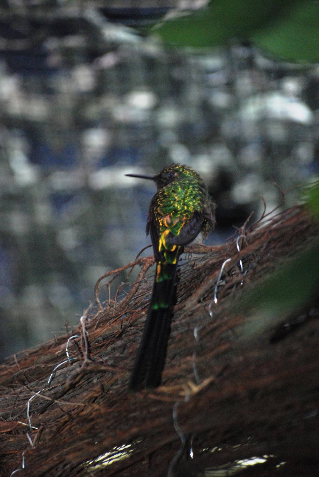 Green-tailed Trainbearer at Walsrode, 22/03/13