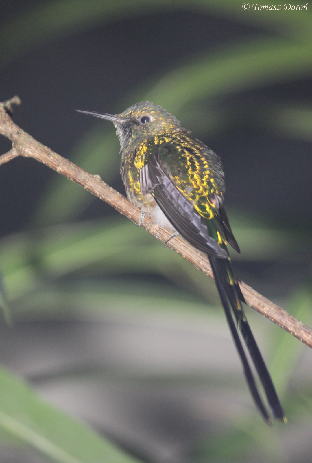 Green-tailed Trainbearer (Lesbia nuna), June 2012