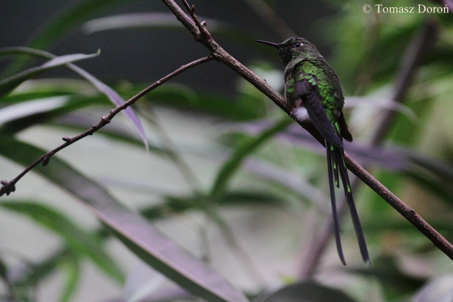 Green-tailed Trainbearer (Lesbia nuna) - male