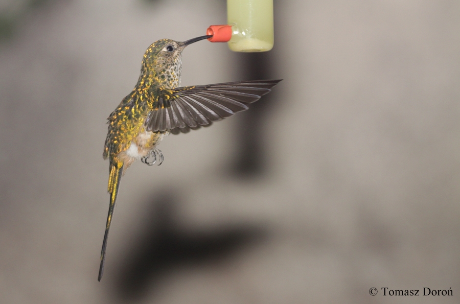 Green-tailed Trainbearer (Lesbia nuna)