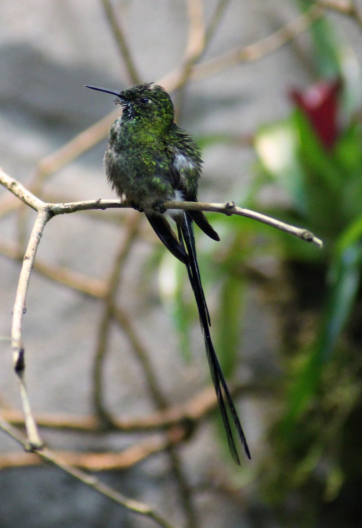 Green-tailed trainbearer (Lesbia nuna)