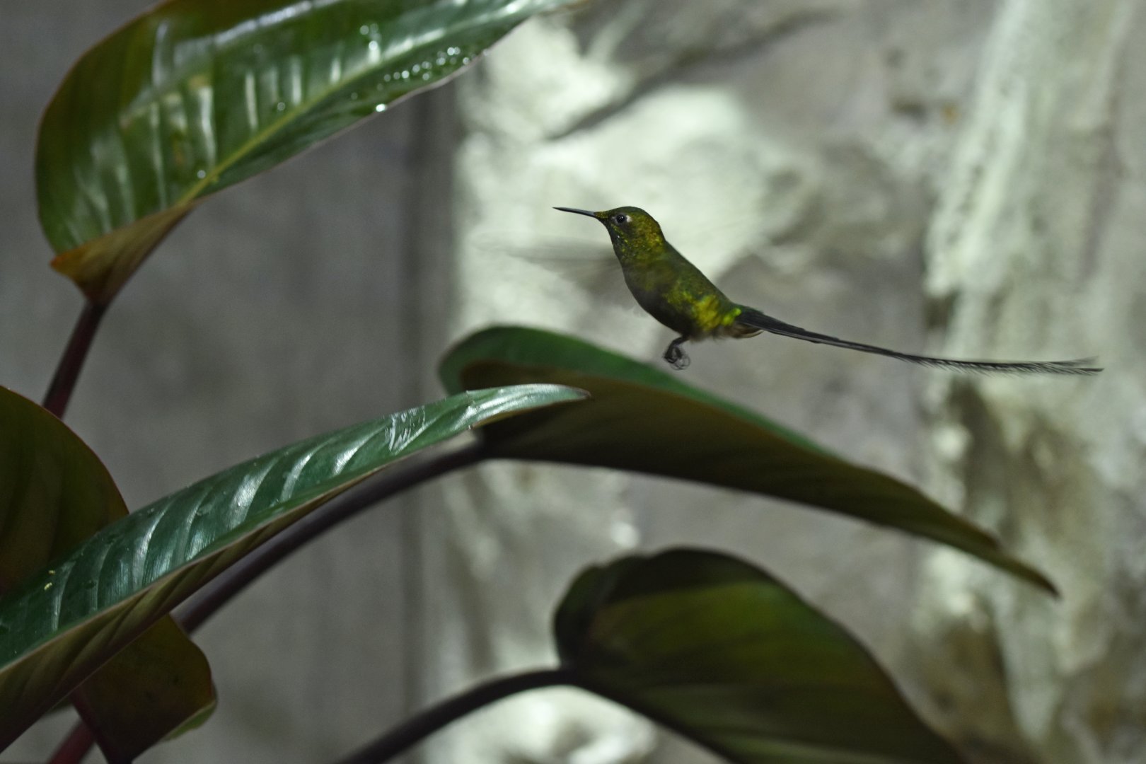 Green-tailed Trainbearer Lesbia nuna
