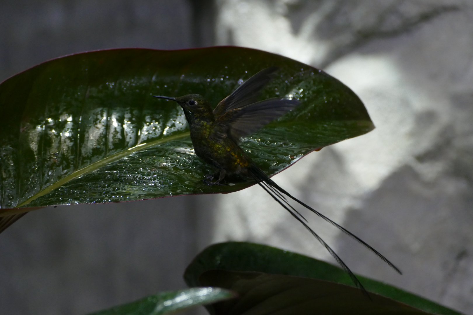 Green-tailed Trainbearer