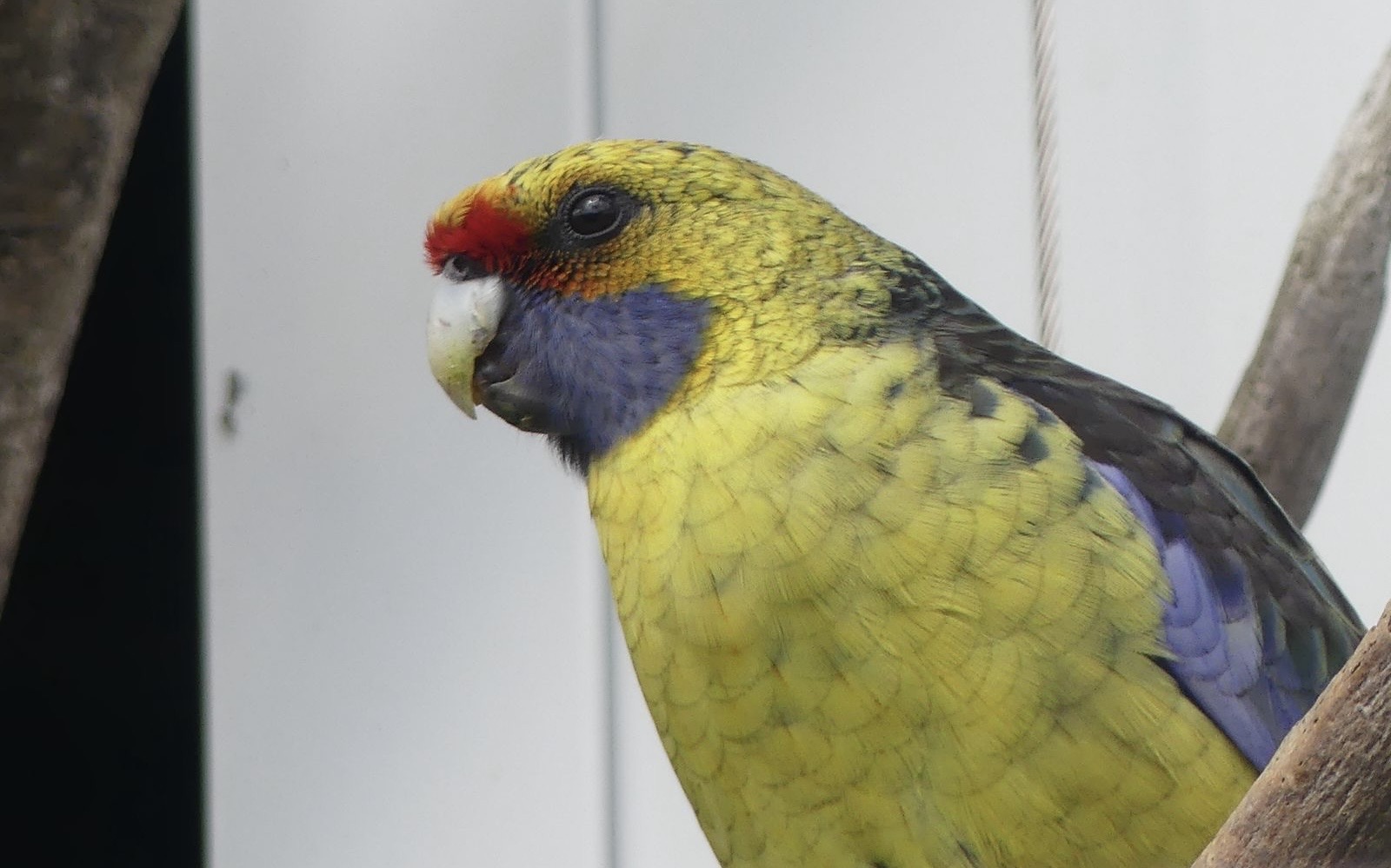 Green/Tasmanian Rosella (I) - Zoo København - 26.05.25