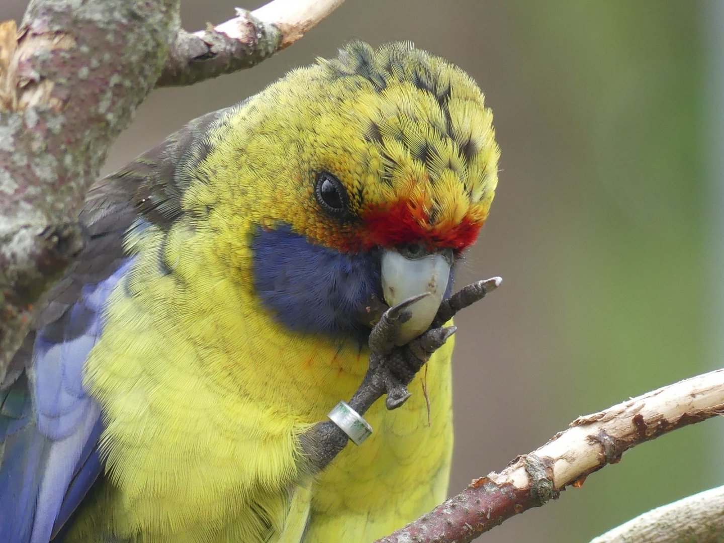 Green (Tasmanian) Rosella (II) - Zoo København - 26.05.25