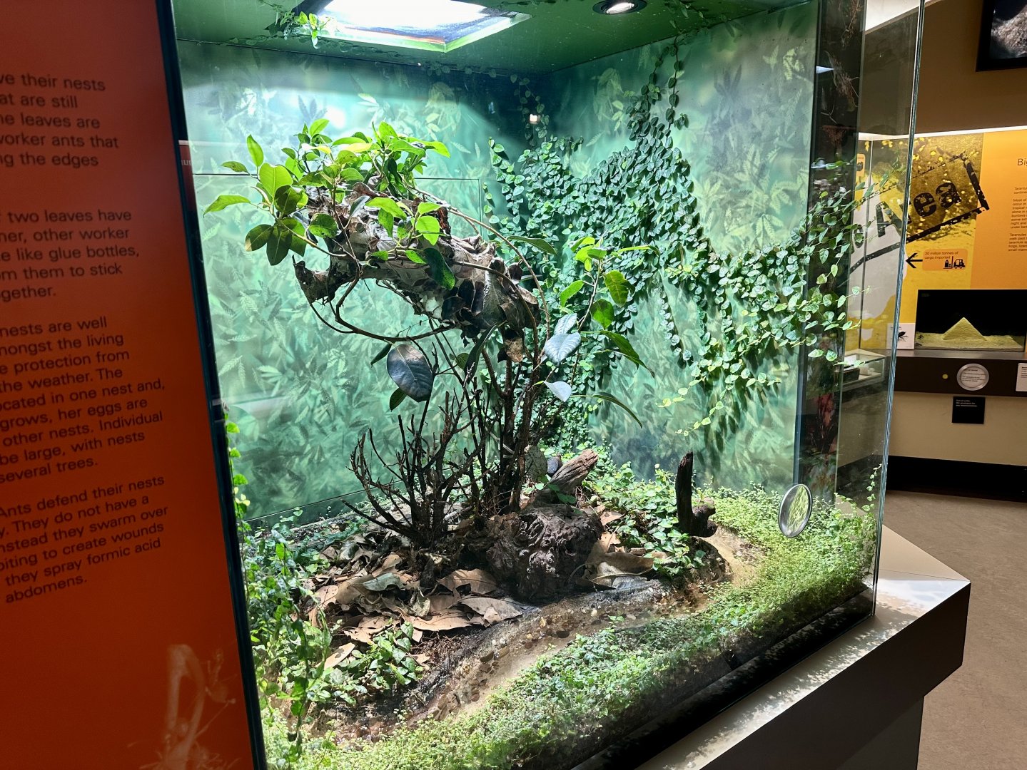 Green Tea Ant Exhibit