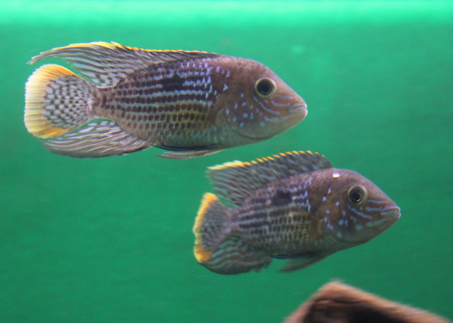 Green terror - Aequidens rivulatus