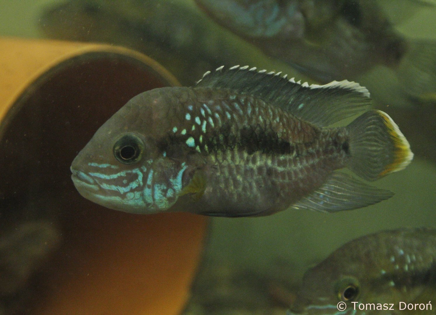 Green Terror (Andinoacara rivulatus), January 2020