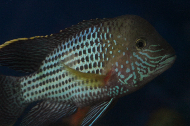 Green terror (Andinoacara rivulatus) - Purbasari Pancuran Mas
