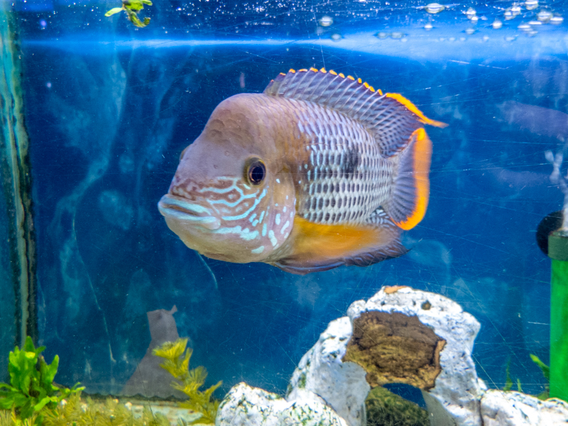 Green terror (Andinoacara rivulatus)