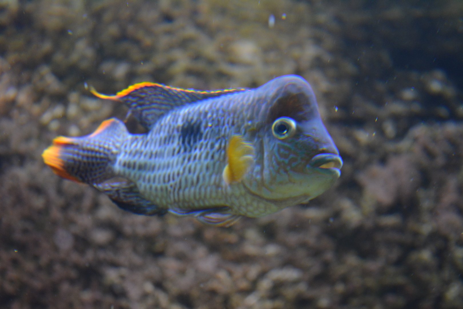 Green terror Andinoacara rivulatus