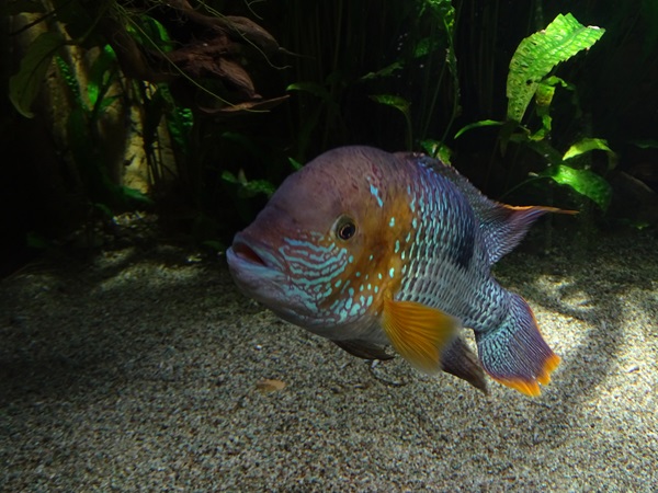 Green terror (Andinoacara rivulatus)