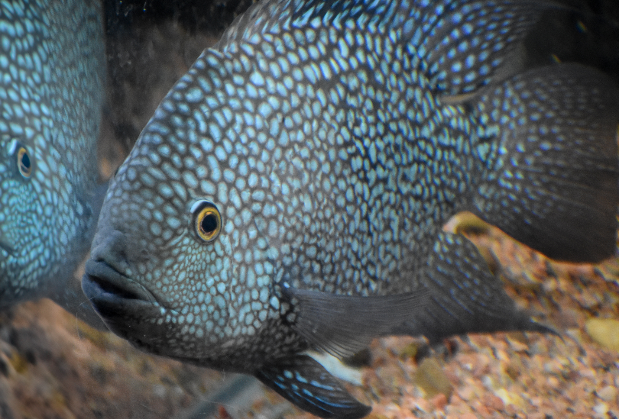 Green Texas Cichlid