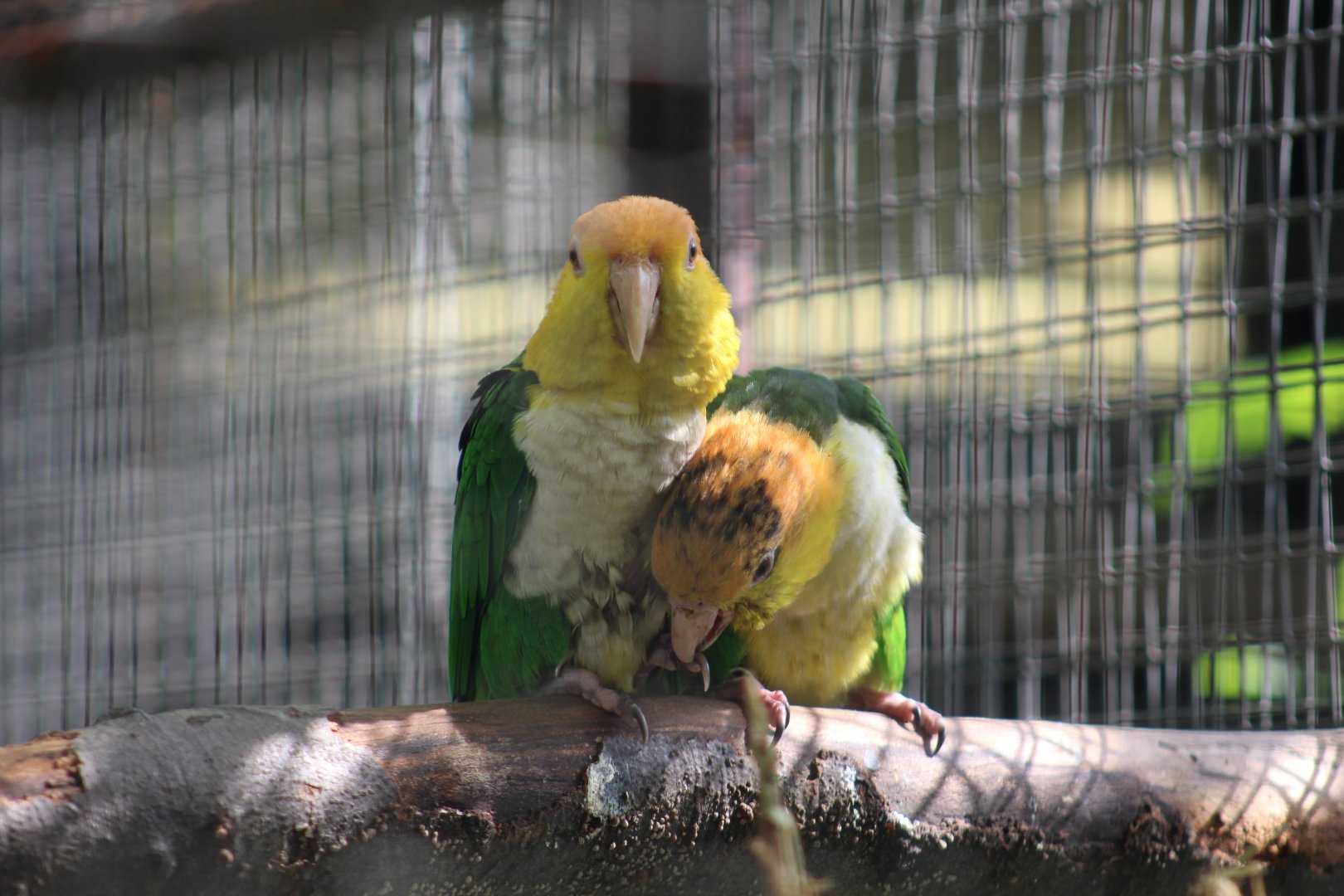 Green-Thighed Caiques
