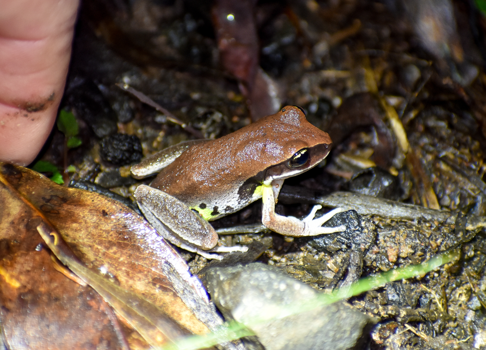 Green-thighed Frog, Nyctimystes brevipalmatus