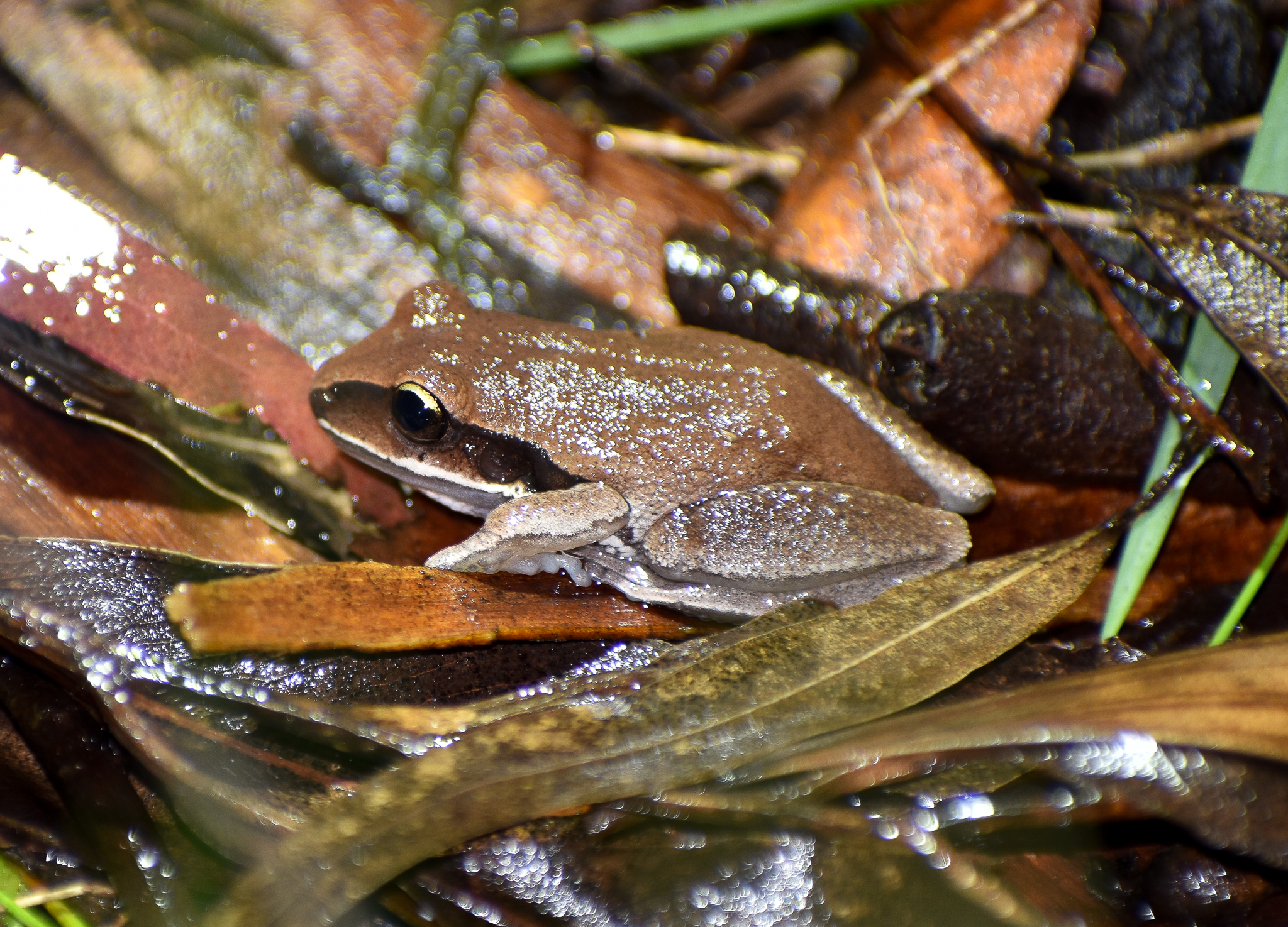 Green-thighed Frog, Nyctimystes brevipalmatus