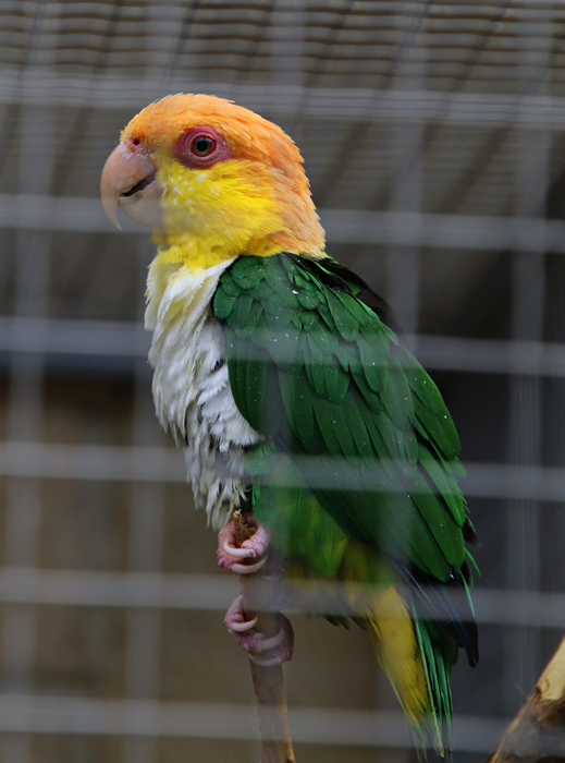 Green-thighed parrot (Pionites leucogaster leucogaster) - Parrot Zoo Bošovice