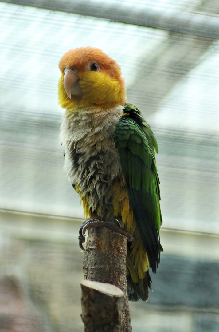 Green-thighed parrot (Pionites leucogaster leucogaster)