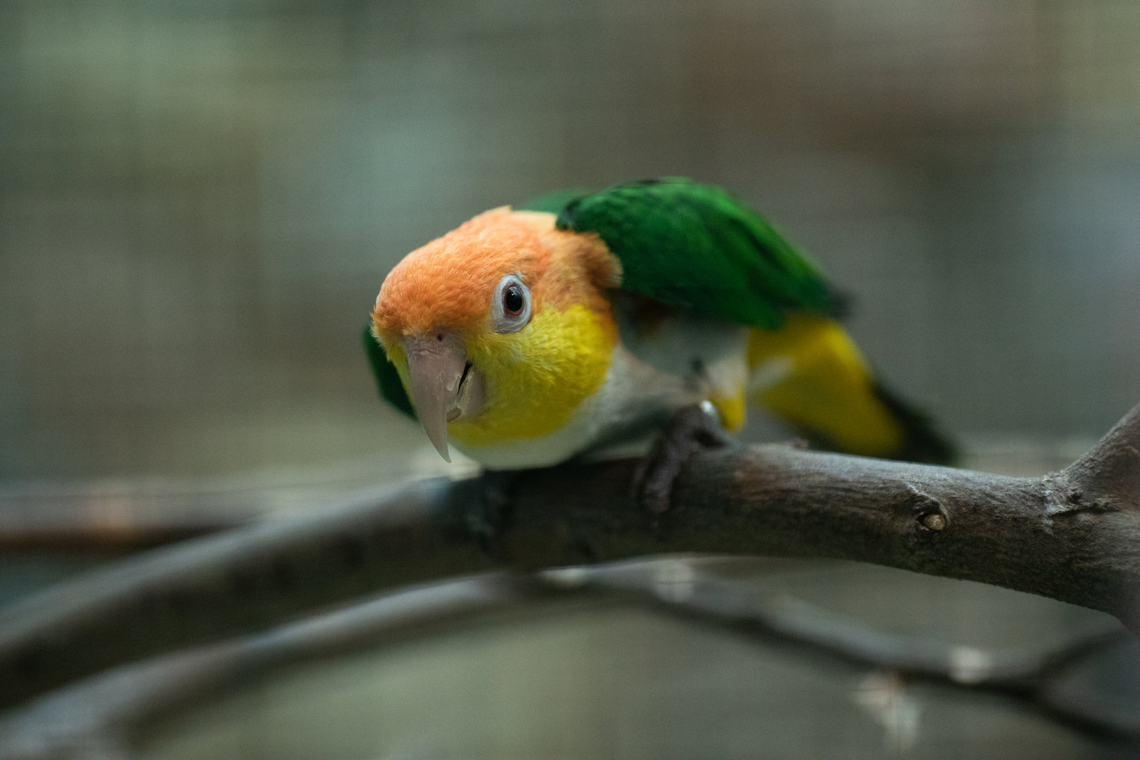 Green-thighed parrot (Pionites leucogaster)