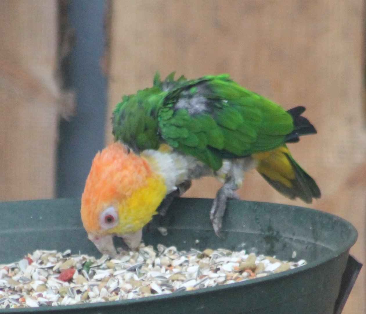 Green-thighed parrot