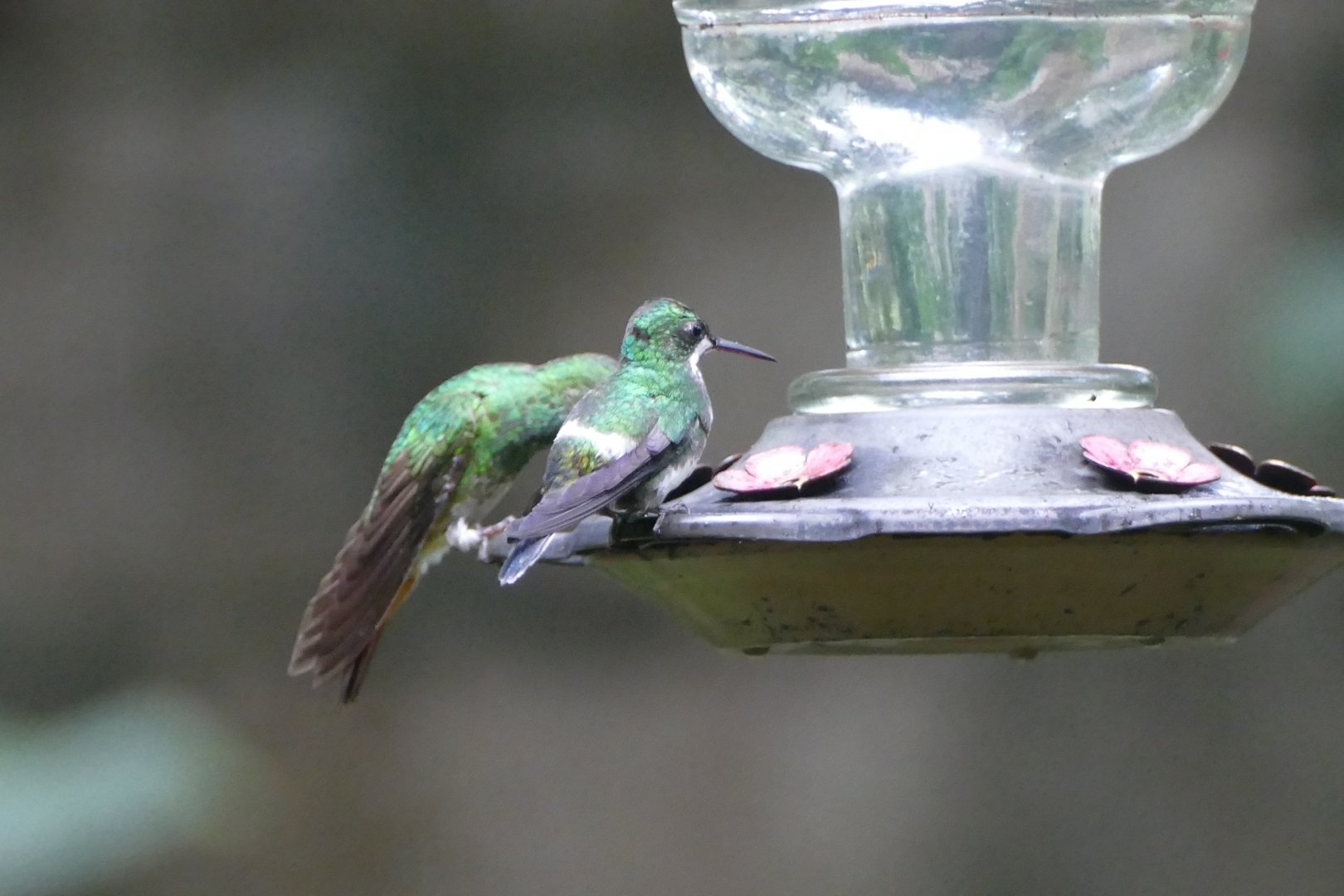 Green Thorntail female