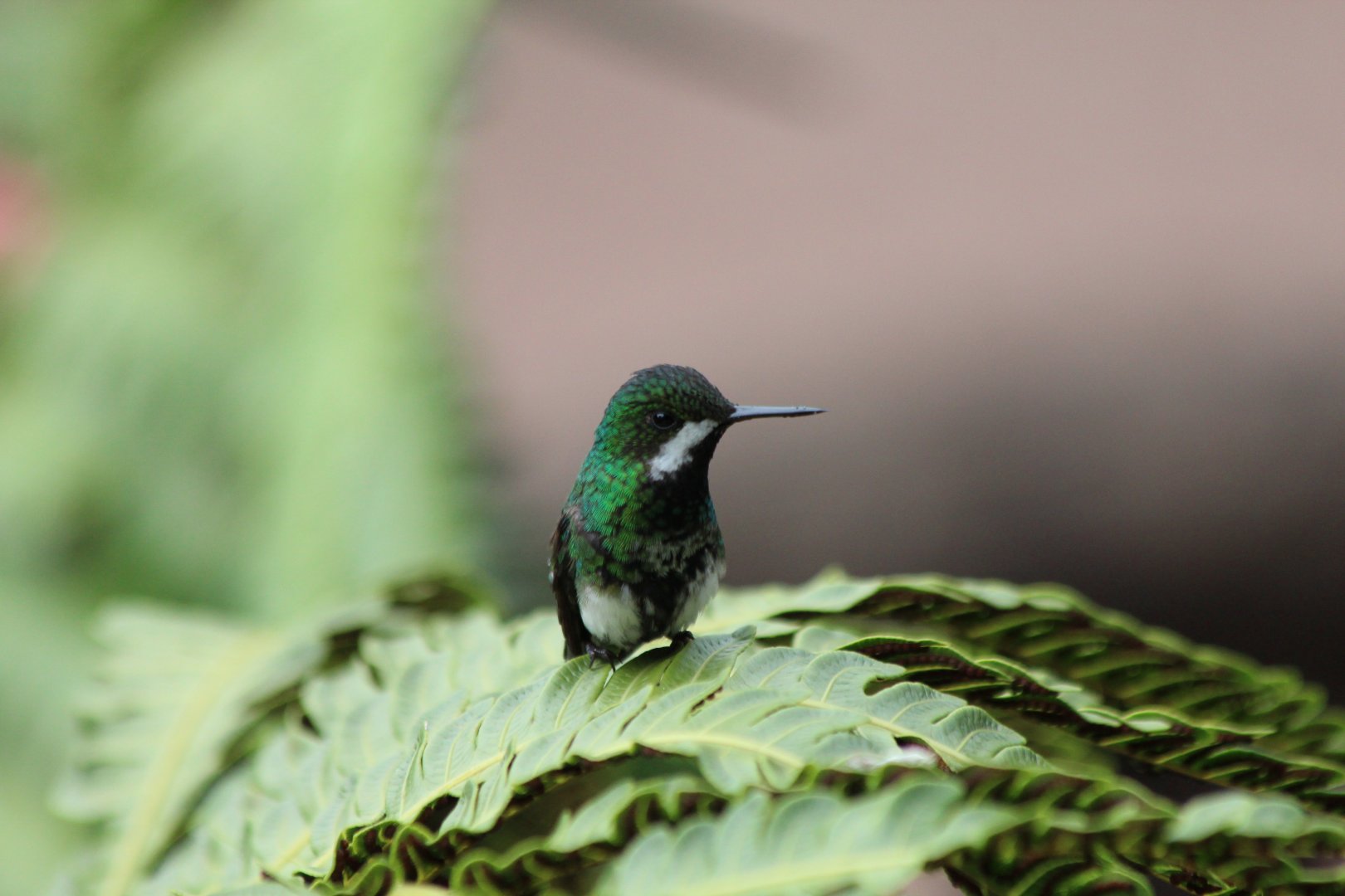 Green Thorntail Hummingbird - Mar 2019