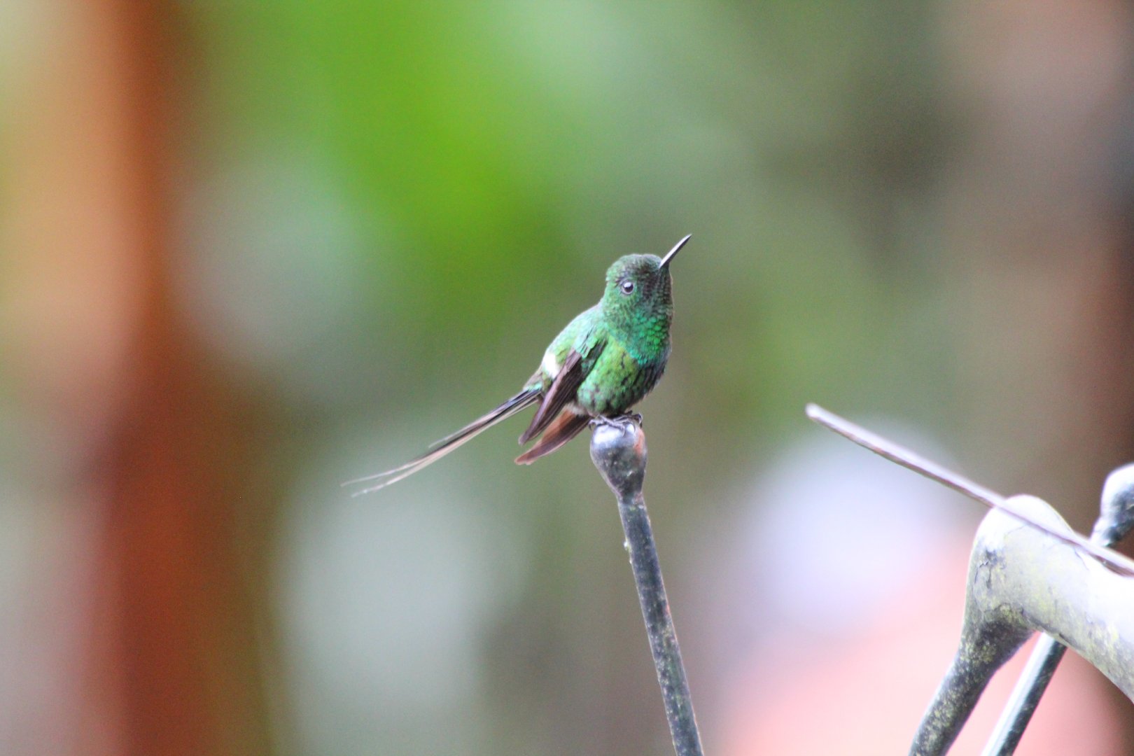 Green Thorntail Hummingbird - Mar 2019
