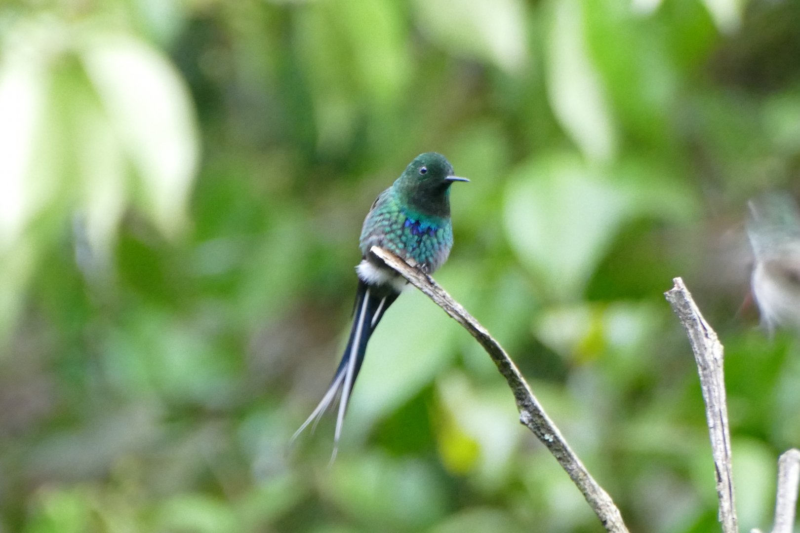 Green Thorntail