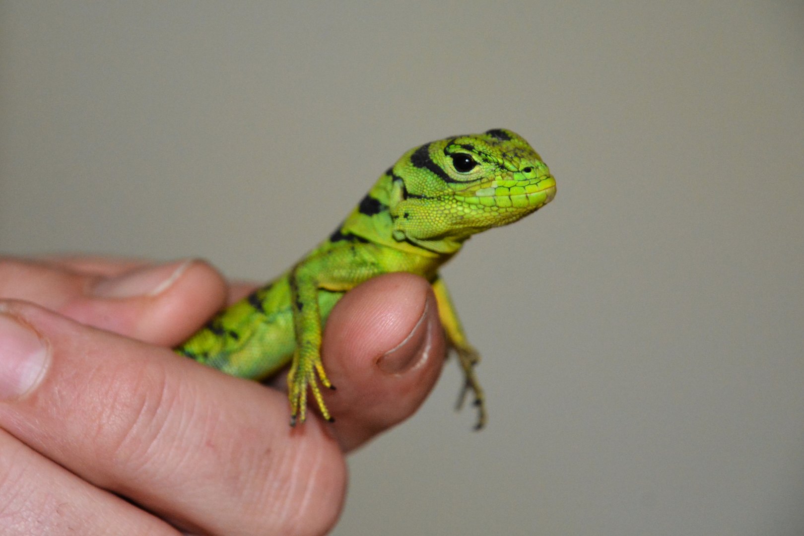 Green thornytail iguana (Uracentron azureum)