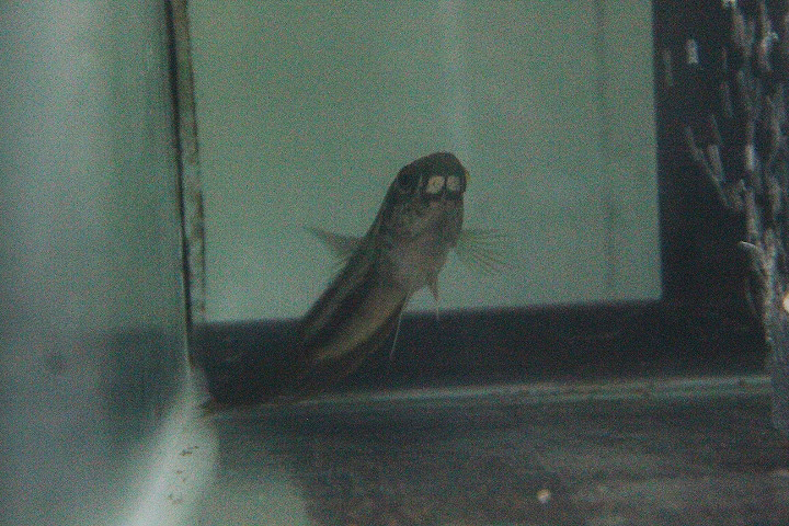 Green-throated betta (Betta chloropharynx) - PCBA