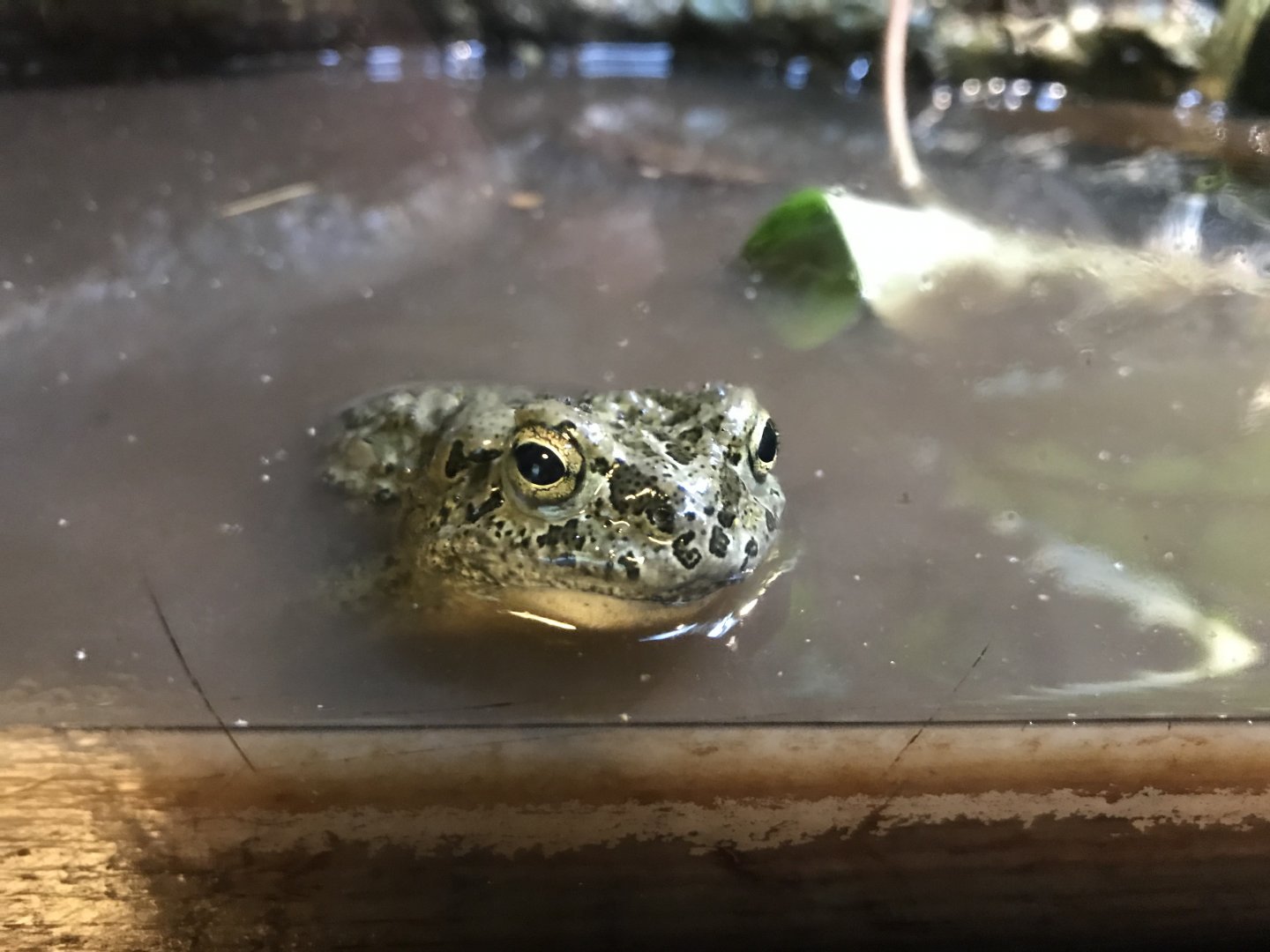 Green toad 081018