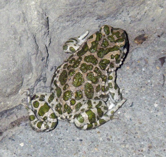 Green Toad (Bufo viridis)