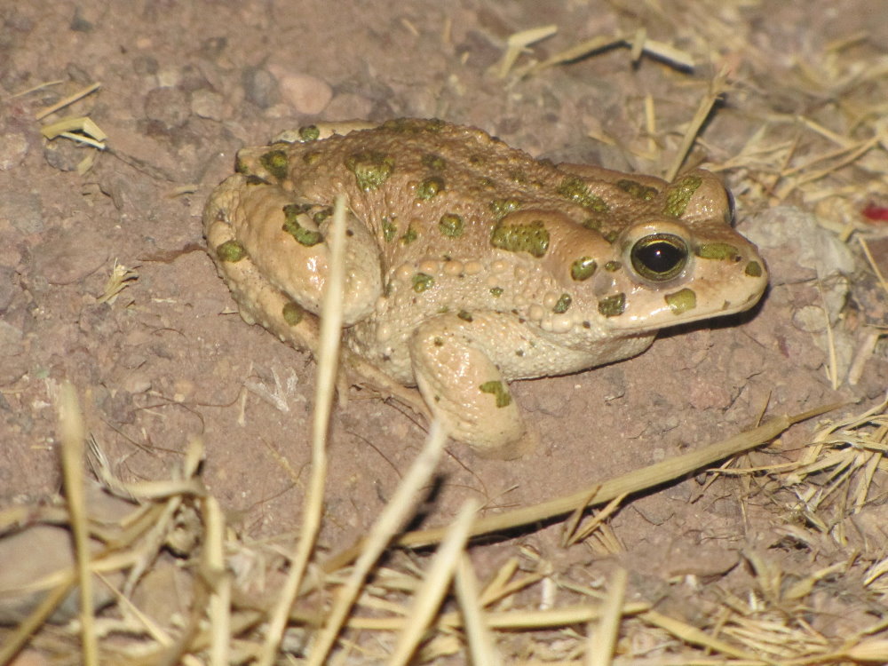 green toad