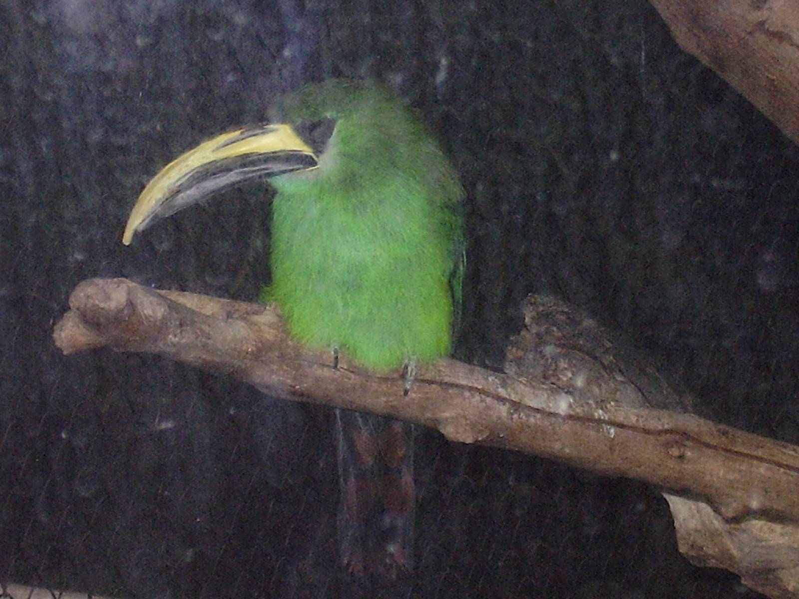 Green Toucanet- Staten Island Zoo MAY07 II