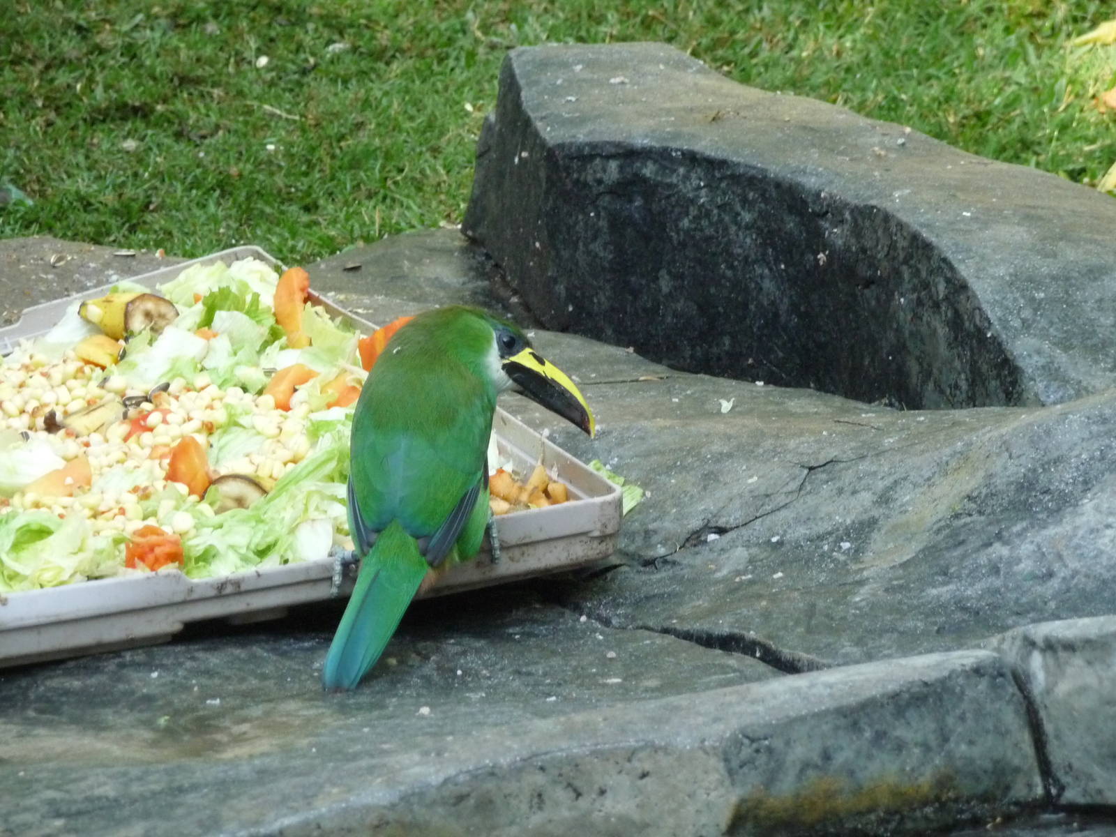 green toucanet zoo leon