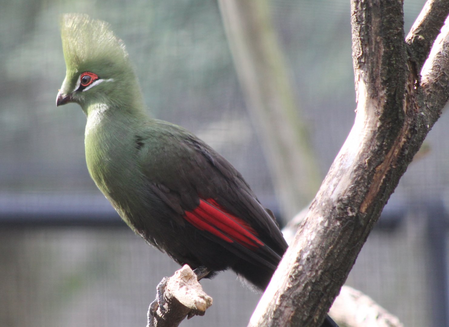 Green touraco - adult