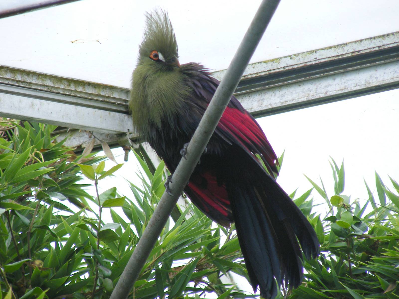 Green touraco at Wingham Wildlife Park, 15 August 2010